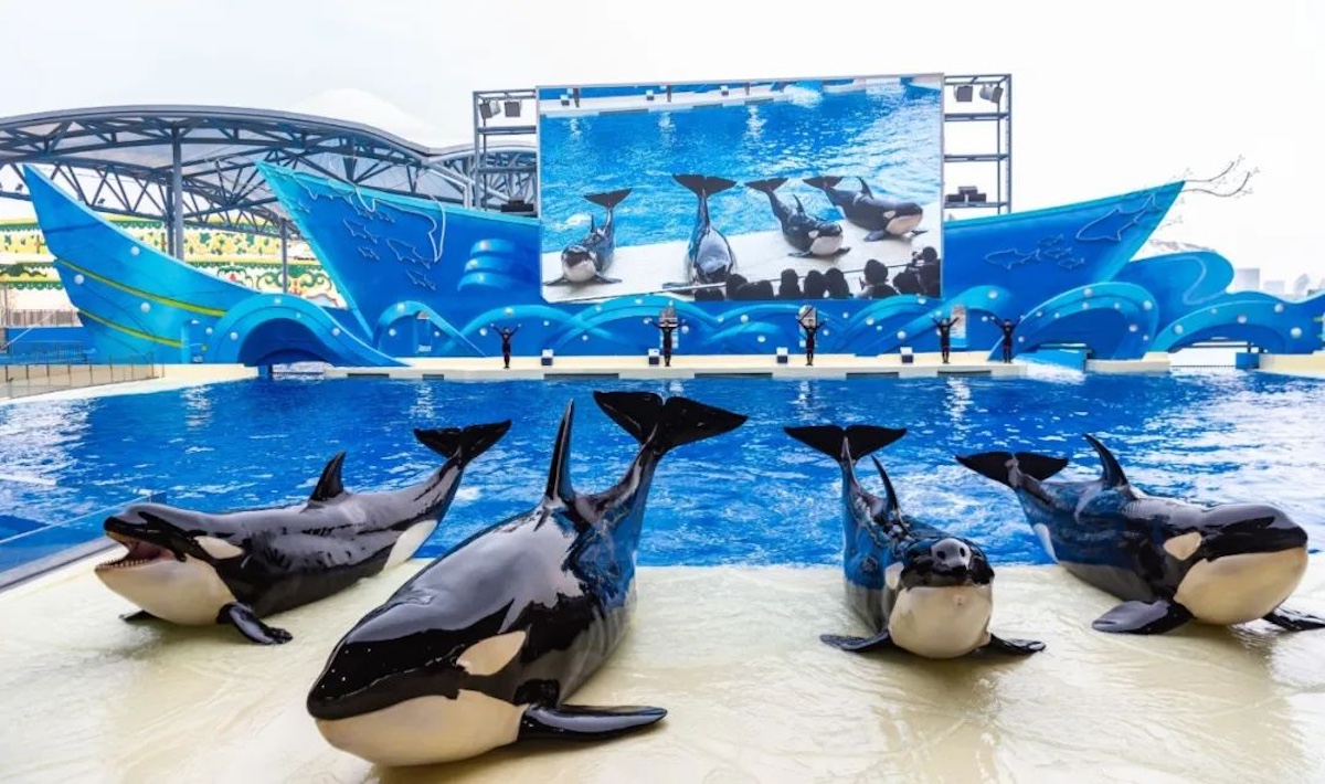 1762154677160261sK95.jpg 4.jpg